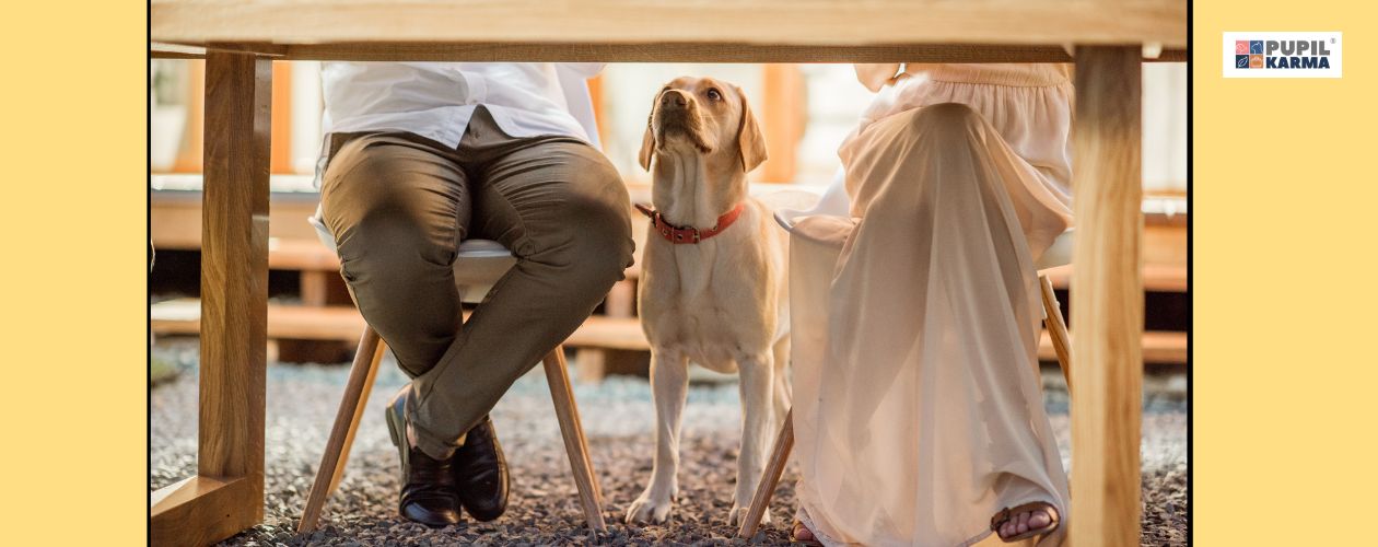 Zbilansowana dieta, a nie resztki ze stołu. Zdjęcie psa pod stołem. Widać też nogi kobiety i mężczyzny. Po obu stronach żółte pasy i po prawej logo pupilkarma. 